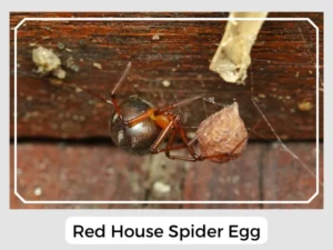 Red House Spider Egg