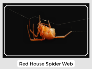 Red House Spider Web