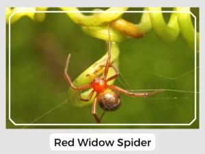 Red Widow Spider