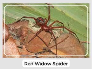 Red Widow Spider Picture
