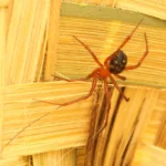 Red Widow Spider Size