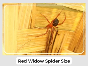 Red Widow Spider Size
