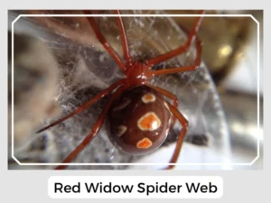 Red Widow Spider Web
