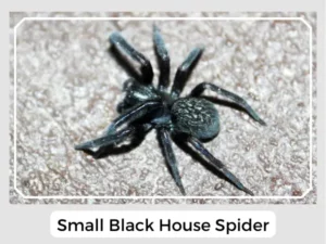 Small Black House Spider