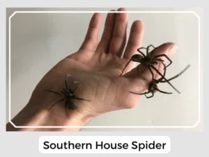 Southern House Spider Image
