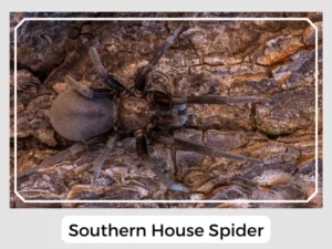 Southern House Spider Picture