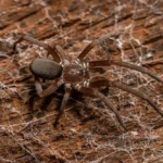 Southern House Spider Size