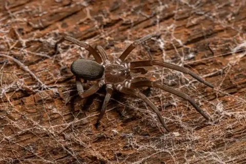 Southern House Spider Size