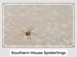 Southern House Spiderlings