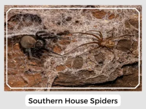 Southern House Spiders