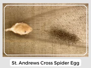 St. Andrews Cross Spider Egg