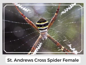 St. Andrews Cross Spider Female