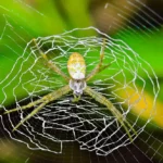 St. Andrews Cross Spider Image