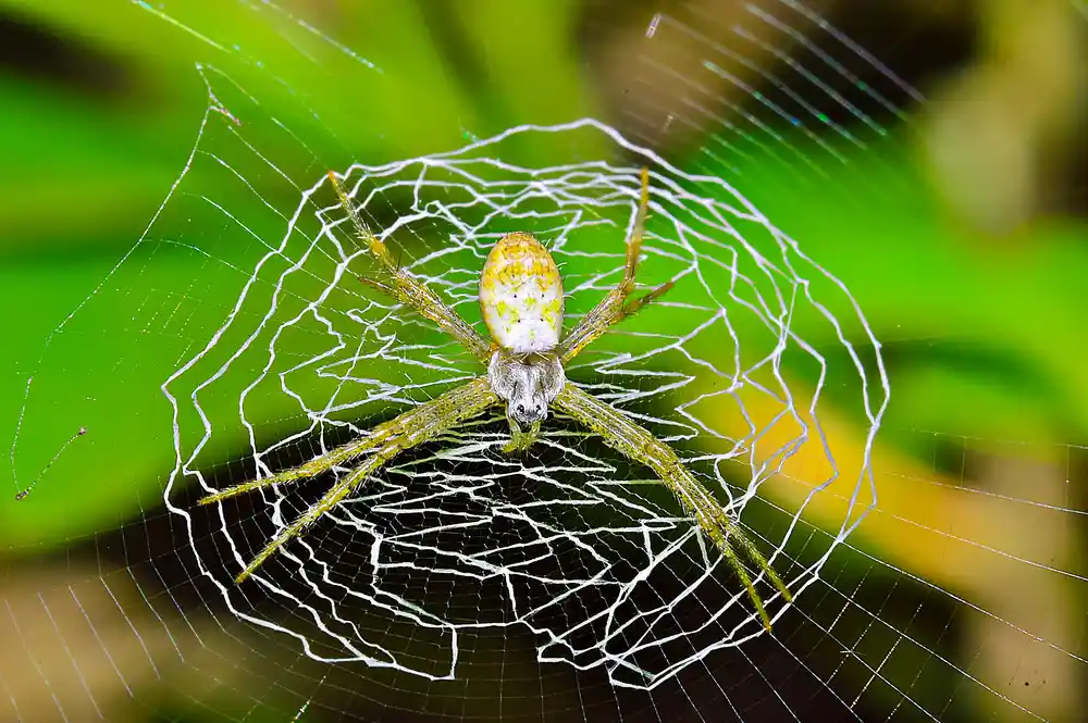 St. Andrews Cross Spider Image
