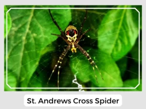 St. Andrews Cross Spider Picture