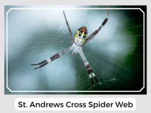 St. Andrews Cross Spider Web