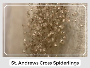 St. Andrews Cross Spiderlings