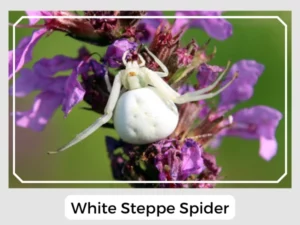 White Steppe Spider