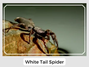 White Tail Spider