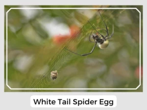 White Tail Spider Egg
