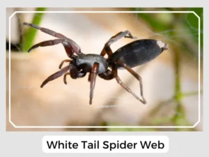 White Tail Spider Web
