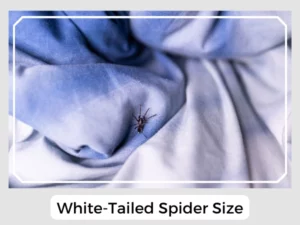 White-Tailed Spider Size