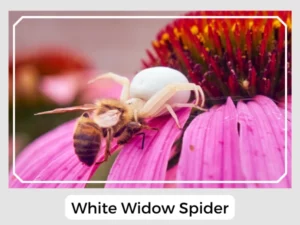 White Widow Spider
