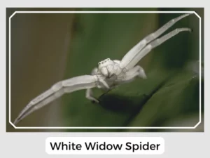 White Widow Spider Picture