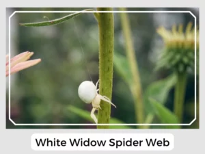 White Widow Spider Web