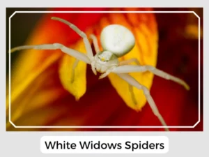 White Widows Spiders