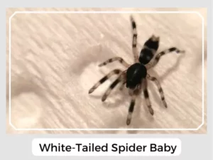 White-tailed Spider Baby