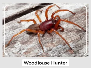 Woodlouse Hunter