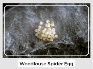 Woodlouse Spider Egg