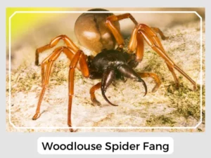 Woodlouse Spider Fang