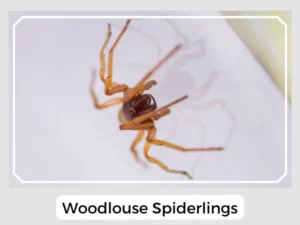 Woodlouse Spiderlings
