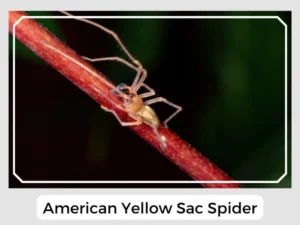 American Yellow Sac Spider