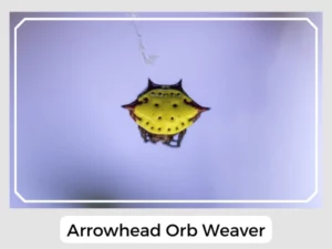 Arrowhead Orb Weaver