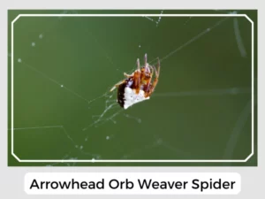 Arrowhead Orb Weaver Spider