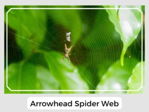 Arrowhead Spider Web