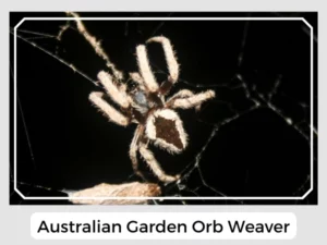 Australian Garden Orb Weaver