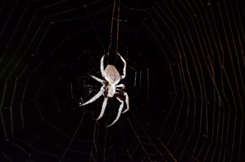 Australian Garden Orb Weaver Image