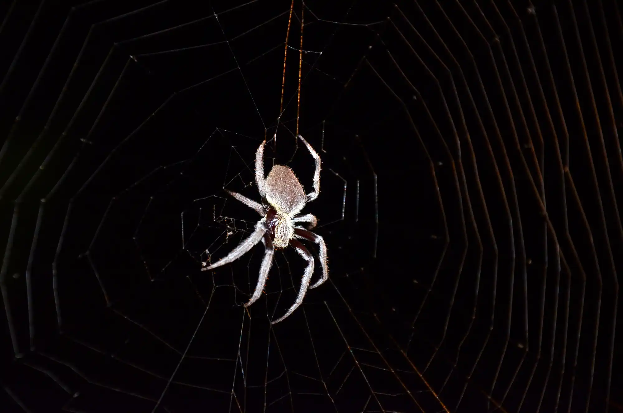 Australian Garden Orb Weaver Image