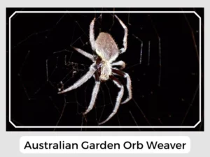 Australian Garden Orb Weaver Image