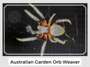 Australian Garden Orb Weaver Picture