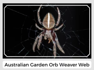 Australian Garden Orb Weaver Web