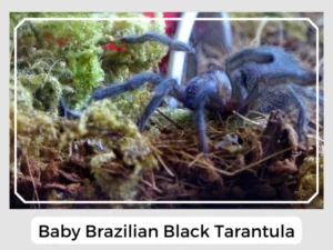 Baby Brazilian Black Tarantula