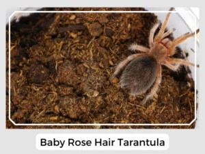 Baby Rose Hair Tarantula