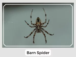 Barn Spider Image