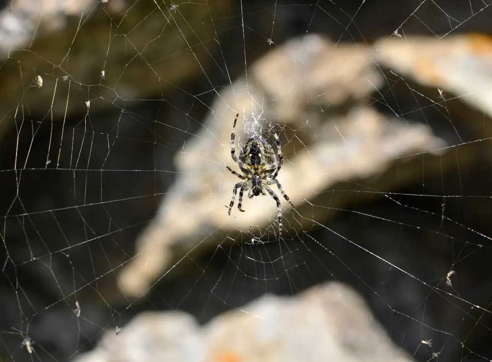 Barn Spider Size