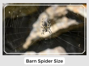 Barn Spider Size